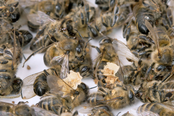 Why are bees dying – wordlwide problem in recent years