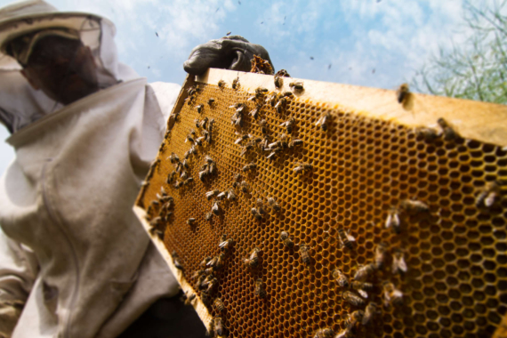 Beekeeper. One of the oldest professions in the world
