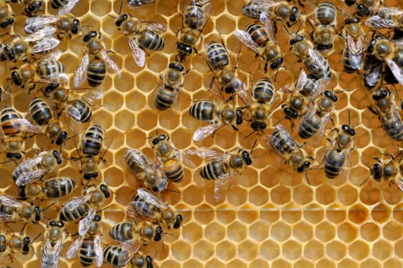 Wosk pszczeli – naturalna wydzielina pszczół