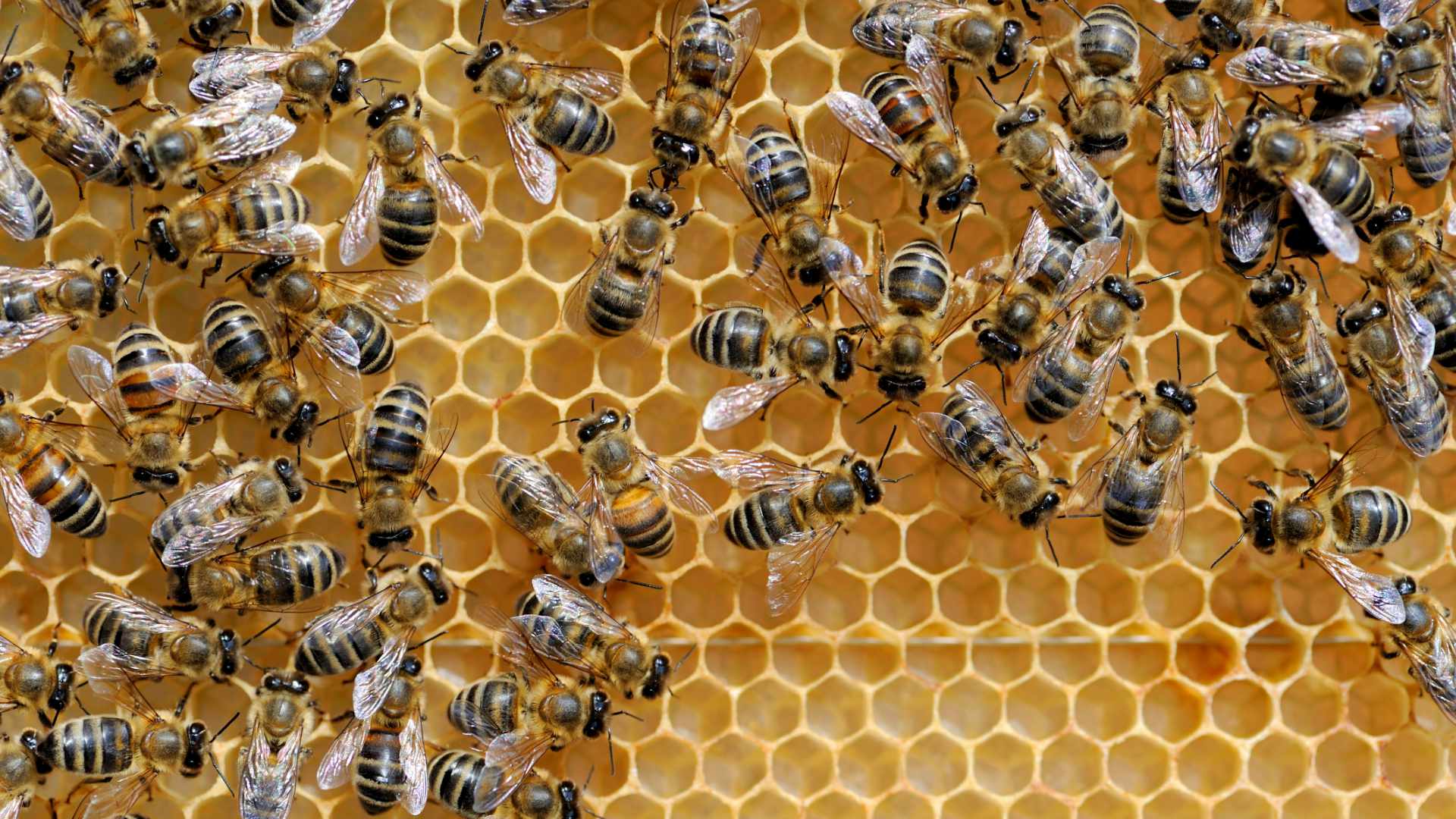 Beeswax – natural secretion of bees with wide range of application